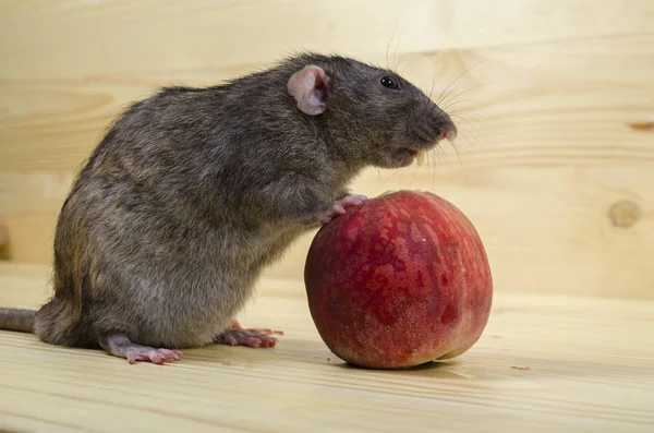 Rat Eats Peach Wooden Table — Stock Photo, Image