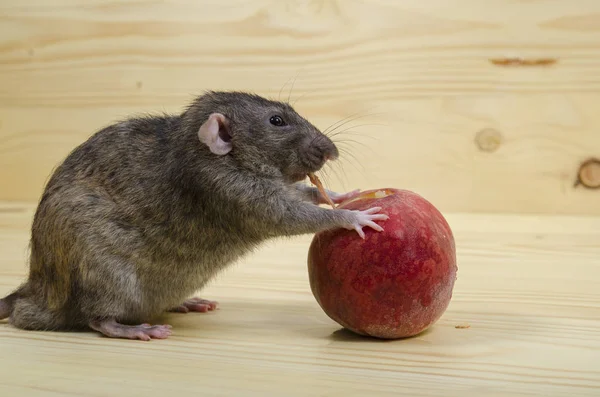 Ratte Frisst Pfirsich Auf Holztisch — Stockfoto