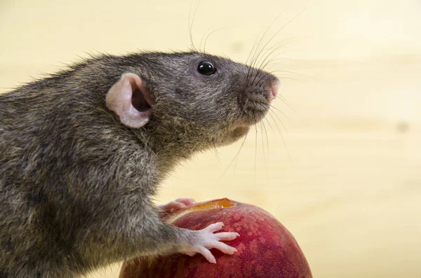 Rat Mange Une Pêche Sur Une Table Bois — Photo