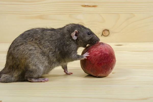 Rat Mange Une Pêche Sur Une Table Bois — Photo