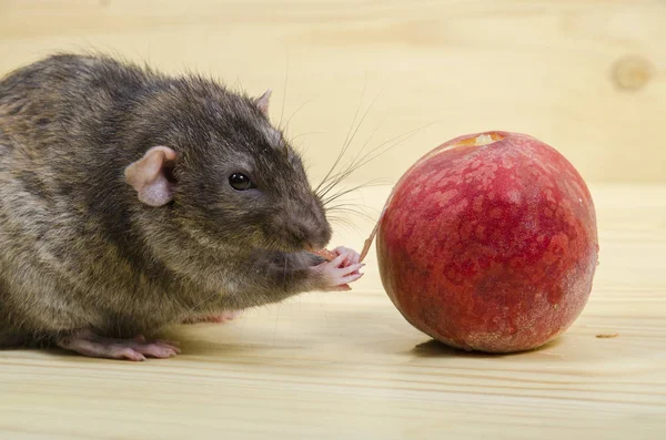 Rat Eats Peach Wooden Table — Stock Photo, Image