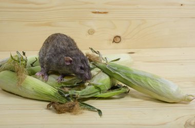 Dekoratif sıçan taze mısır ahşap bir masaya yiyor..