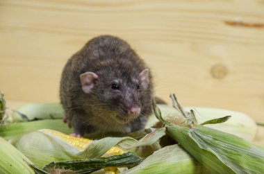 Dekoratif sıçan taze mısır ahşap bir masaya yiyor..