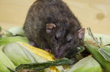 Dekoratif sıçan taze mısır ahşap bir masaya yiyor..