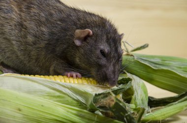 Dekoratif sıçan taze mısır ahşap bir masaya yiyor..
