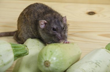 Sıçan sebze iliği ahşap bir masaya yiyor..