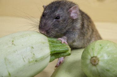 Sıçan sebze iliği ahşap bir masaya yiyor..