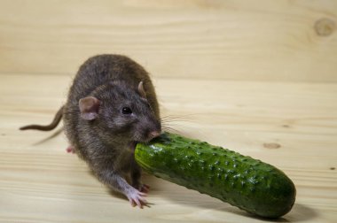 Sıçan ve salatalığın üzerinde ahşap bir masa.