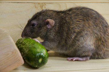 Sıçan ve salatalığın üzerinde ahşap bir masa.