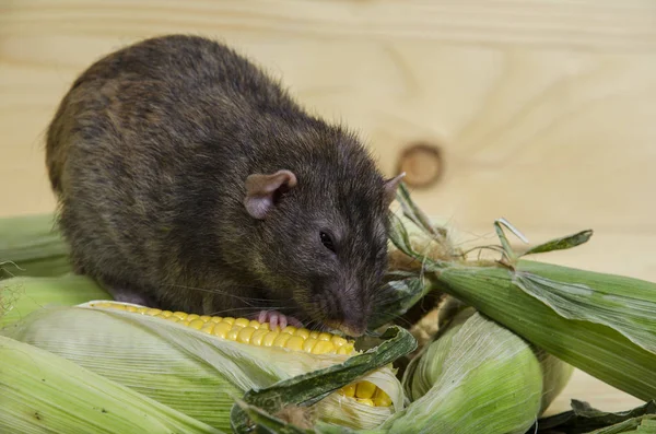 Dekoratif sıçan taze mısır ahşap bir masaya yiyor..