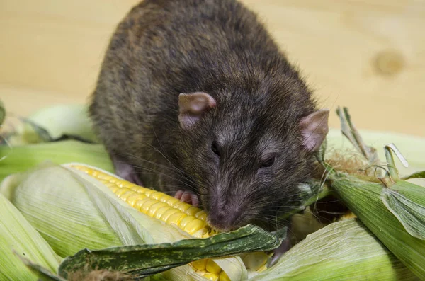 Dekoratif sıçan taze mısır ahşap bir masaya yiyor..