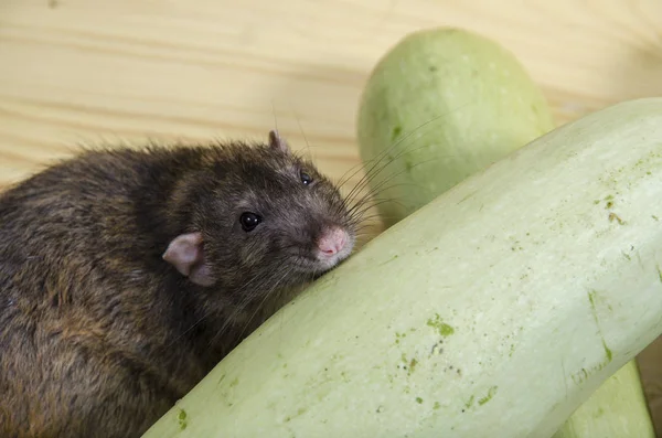 Rato Come Tutano Vegetal Uma Mesa Madeira — Fotografia de Stock