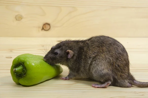 Rat Poivron Sur Une Table Bois — Photo