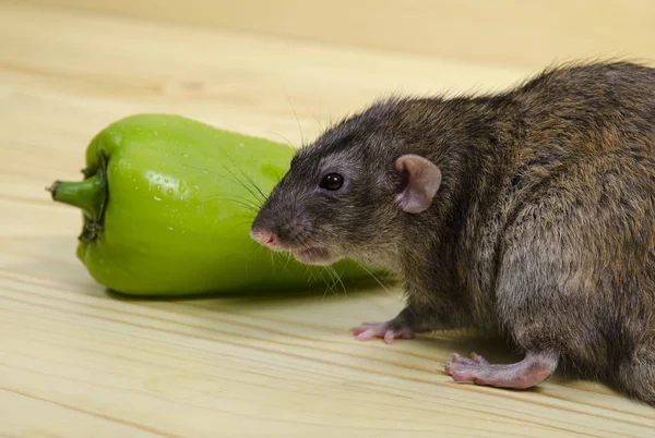 Råtta Och Paprika Ett Träbord — Stockfoto