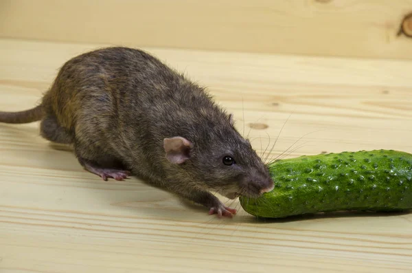 Ratte Und Gurke Auf Einem Holztisch — Stockfoto