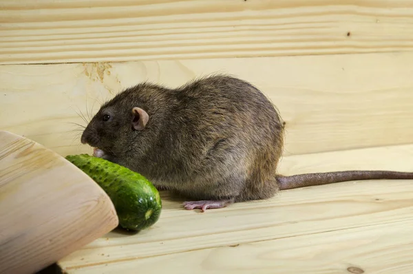 Rat Concombre Sur Une Table Bois — Photo
