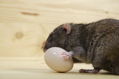 Bir sıçan ahşap bir masa üzerinde bir tavuk yumurta yiyor.