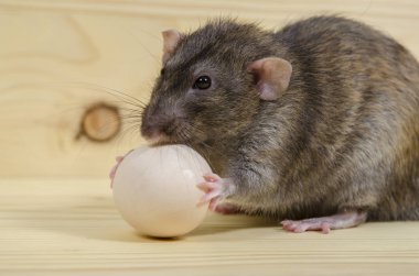 Sıçan ve tavuk yumurta.