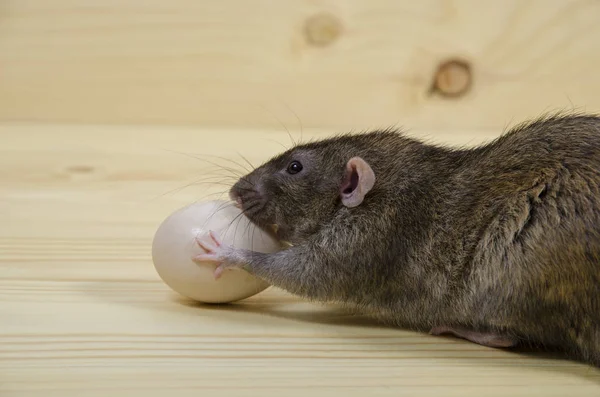 Rat Mange Œuf Poulet Sur Une Table Bois — Photo