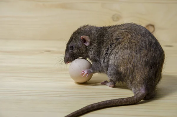 Una Rata Come Huevo Gallina Una Mesa Madera — Foto de Stock