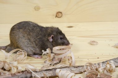 Sıçan huş ağacı kabuğu ahşap bir masaya yiyor..