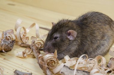 Sıçan huş ağacı kabuğu ahşap bir masaya yiyor..