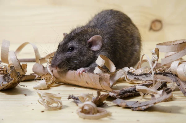 Rat Eats Birch Bark Wooden Table — Stock Photo, Image