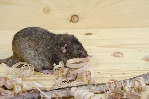 Sıçan huş ağacı kabuğu ahşap bir masaya yiyor..