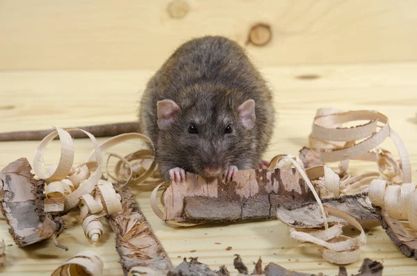 Topo Mangia Corteccia Betulla Tavolo Legno — Foto Stock