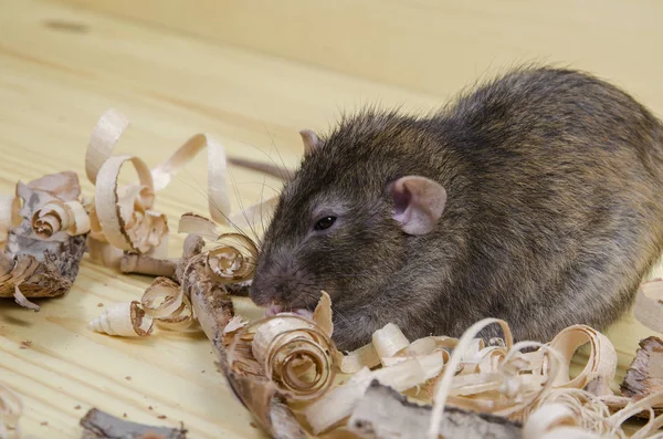 Sıçan huş ağacı kabuğu ahşap bir masaya yiyor..