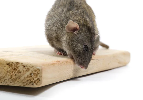 Rat Chewing Pine Board White Background — Stock Photo, Image