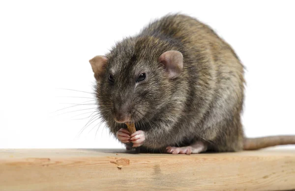 Rat Chewing Pine Board White Background — Stock Photo, Image