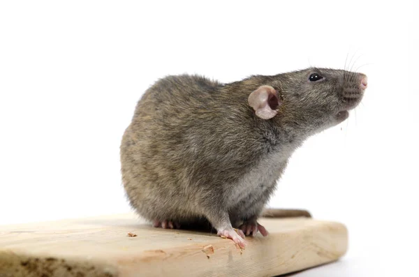 Rat eats wood. — Stock Photo, Image