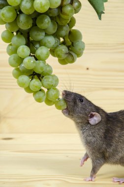 Sıçan ve ahşap bir masa üzerinde üzüm.