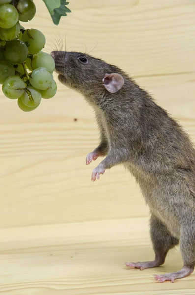 Rat Grapes Wooden Table — Stock Photo, Image