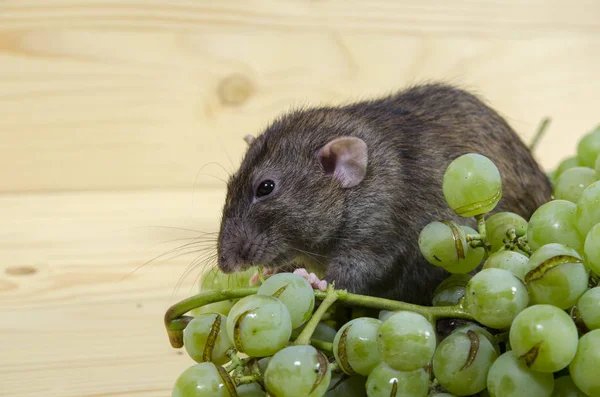 Rat Raisins Sur Une Table Bois — Photo