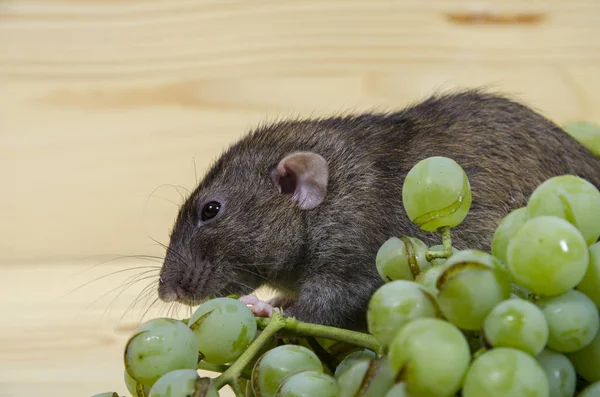 Rat Raisins Sur Une Table Bois — Photo