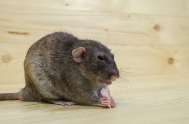 Bir fare domuz yağı ahşap bir masaya yiyor..