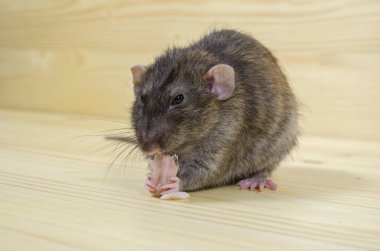 Bir fare domuz yağı ahşap bir masaya yiyor..