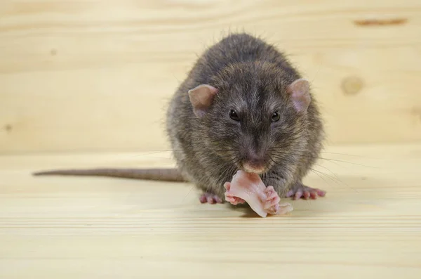 Rat Eats Lard Wooden Table — Stock Photo, Image