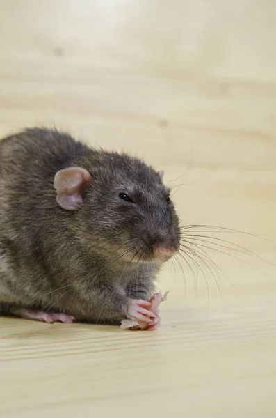 Rat Eats Lard Wooden Table — Stock Photo, Image