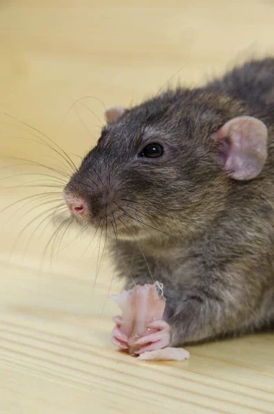 Rat Eats Lard Wooden Table — Stock Photo, Image