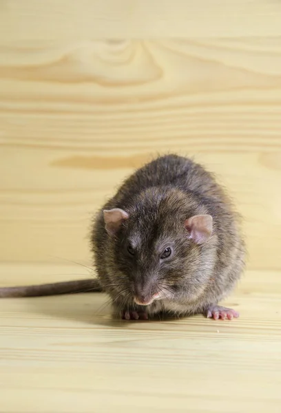 Decorative Rat Sitting Wooden Table — Stock Photo, Image