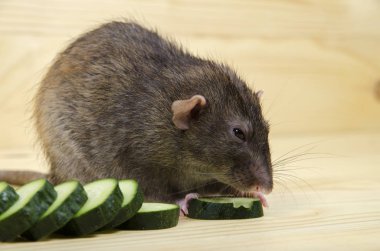 Fare bir salatalık ahşap bir masaya yiyor..