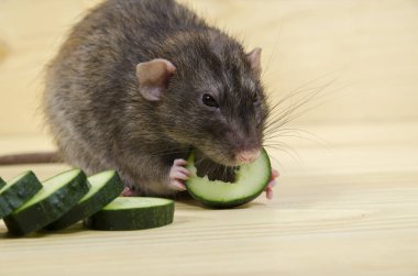 Bir salatalık fare yiyor.