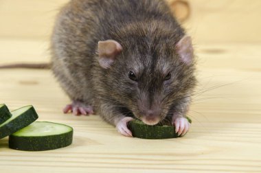 Bir salatalık fare yiyor.