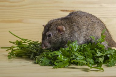 Bir sıçan maydanoz ahşap bir masaya yiyor..