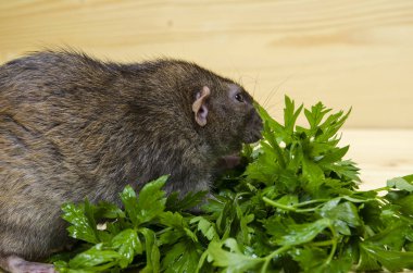Bir sıçan maydanoz ahşap bir masaya yiyor..