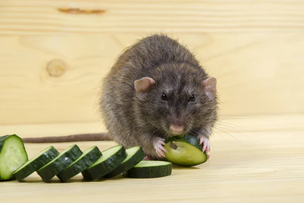 Rat Mange Concombre Sur Une Table Bois — Photo
