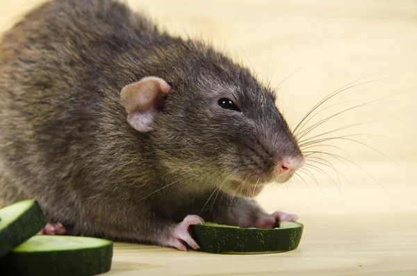 Крыса ест огурец. . — стоковое фото